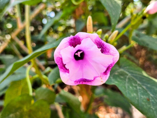 purpleFlower